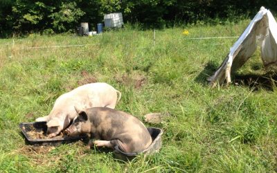 Farm, Family, Fabric, and Piggy