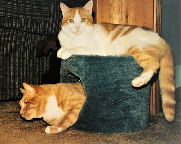 Orphan-and-Niles Orphan and Niles cats in and on cat cave