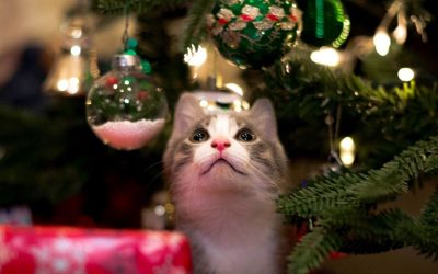 Holiday Safety Tips for Pet Owners